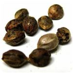 Семена марихуаны АК-47  (Seeds AK-47) в Междуреченске